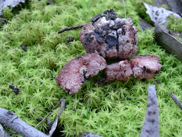 607 Marzo vecchio ritrovamento